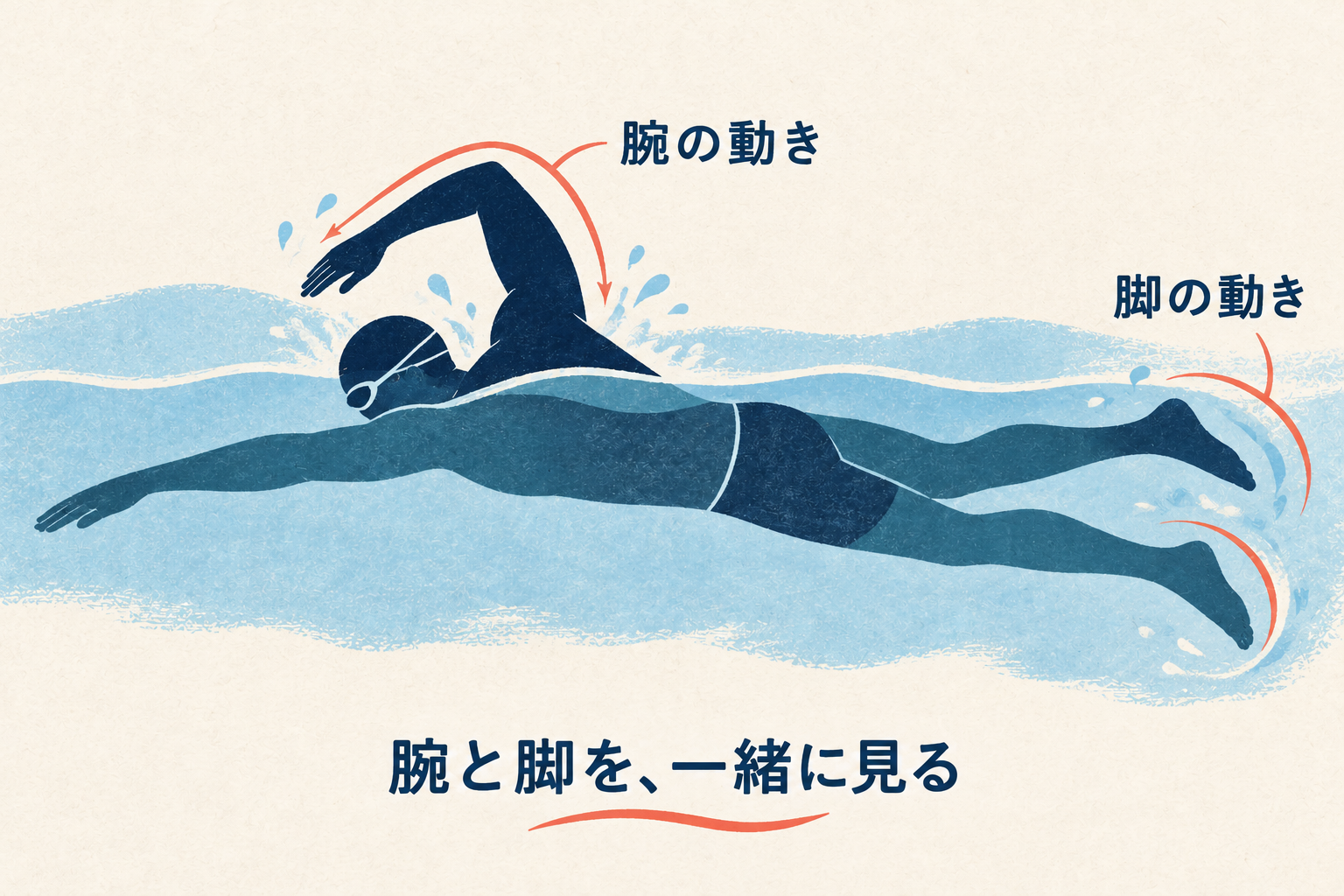 クロールの腕と脚を全身で観察する場所を示す